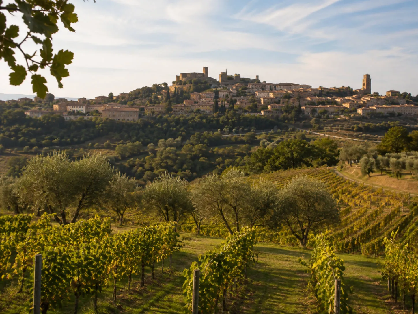 The hilltop town of Montalcino rising above vineyards and olive groves in warm late-afternoon light
